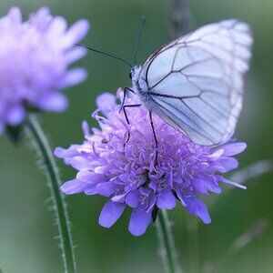 Butterfly and Flower Themed Mystery Box